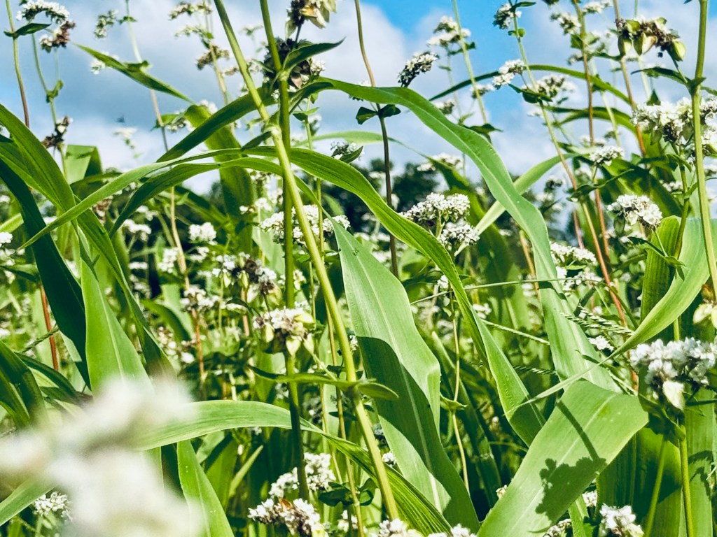Cover crops growing at Spice Creek Farm protect and enrich the soil, maintaining ground cover while improving soil health in preparation for future planting.